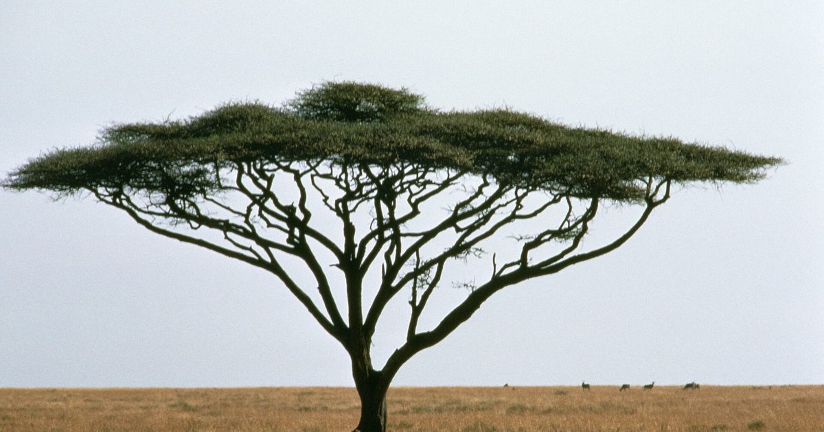 A lone umbrella thorn acacia tree on a dry African savanna under a wide sky